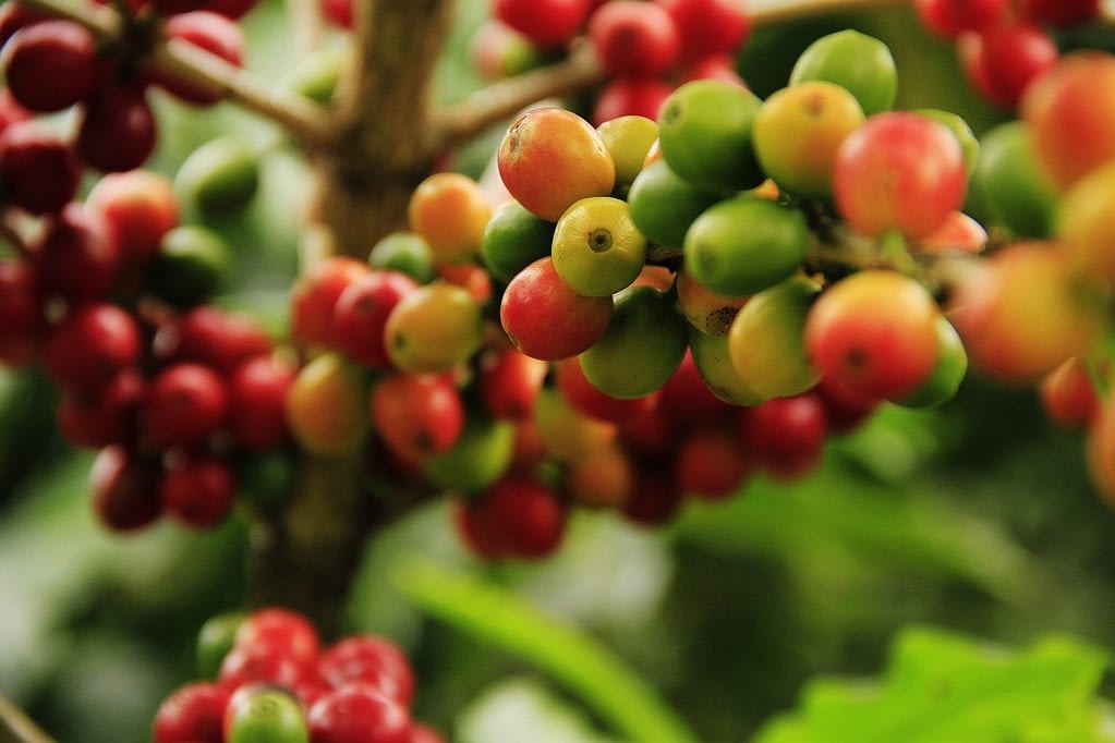 Best Green Coffee Beans for Home Roasting