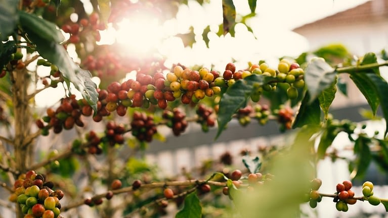 coffee vs espresso beans