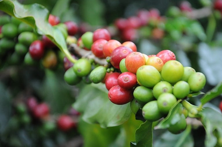 difference between espresso beans and coffee beans