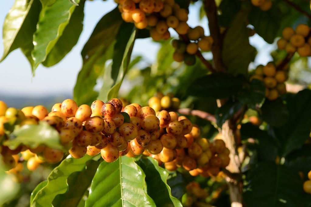 arabica coffee beans