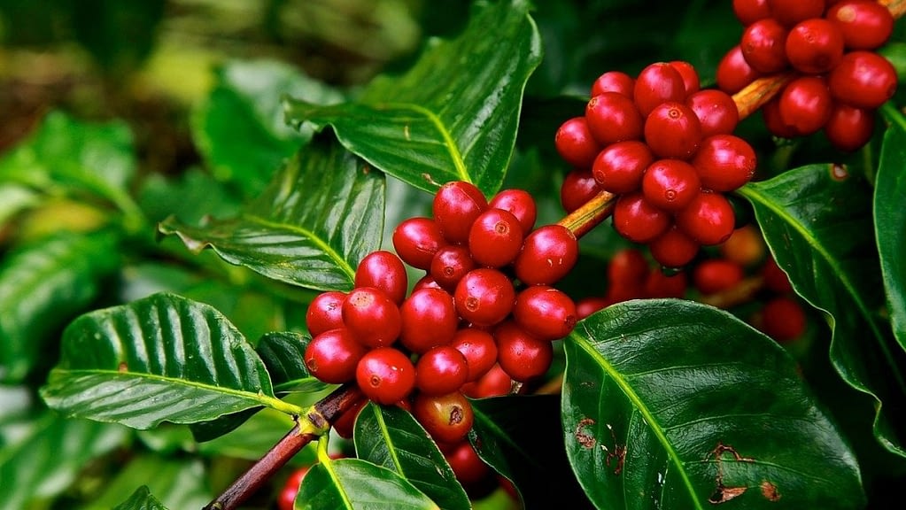 best small coffee roaster machine
