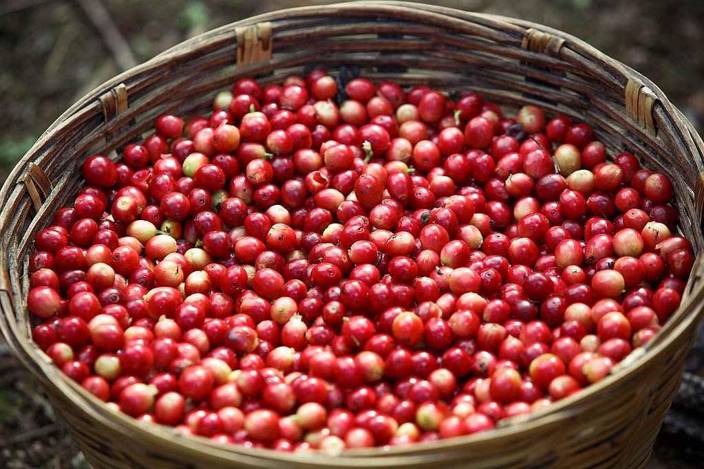 Different Coffee Beans Types