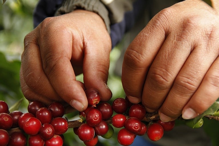 Espresso Beans vs Coffee Beans