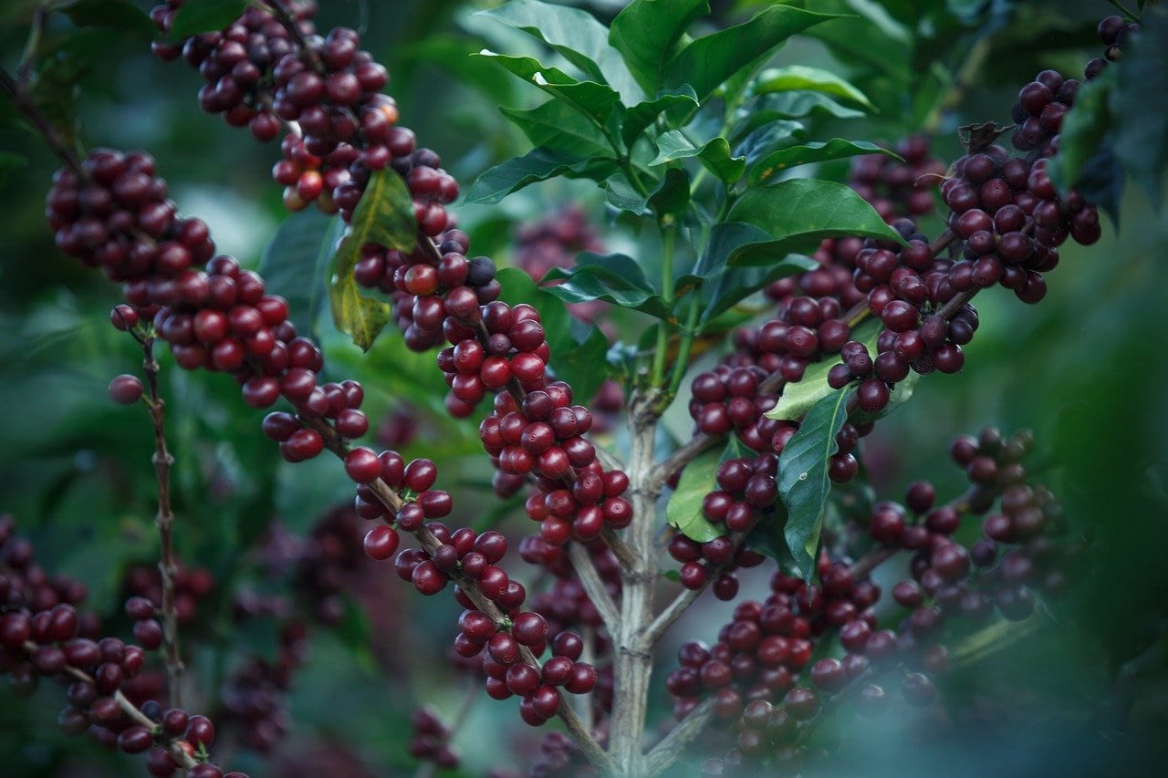different types of coffee beans
