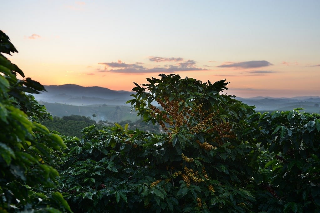 Liberica coffee beans