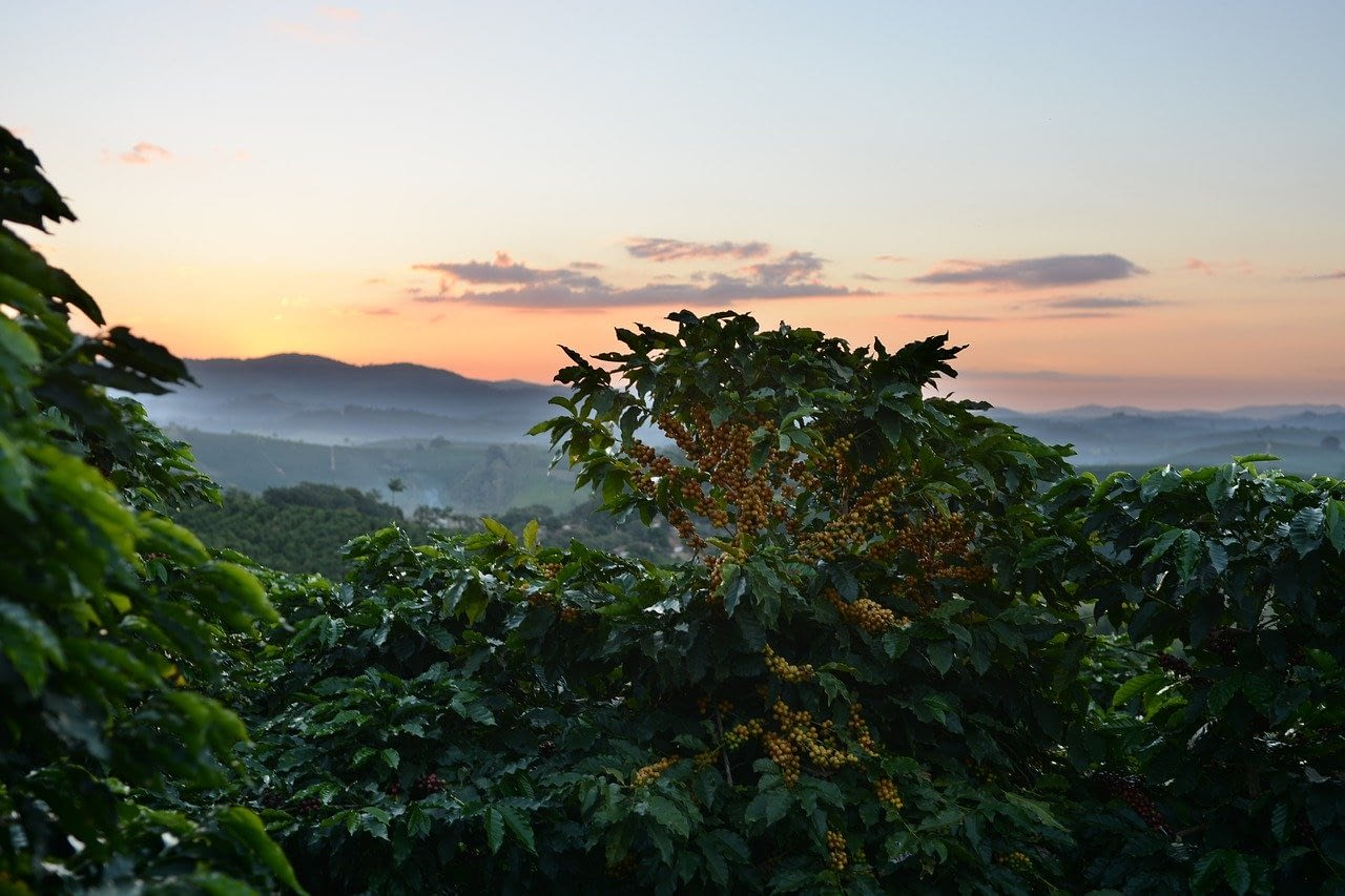 Liberica coffee beans